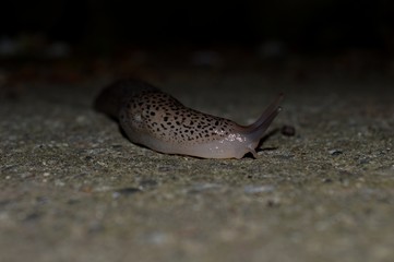 big slug on the track
