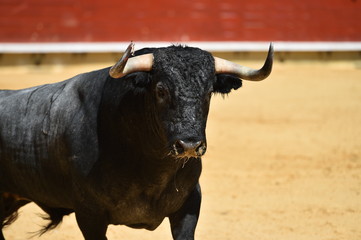 bull in spanish bullring