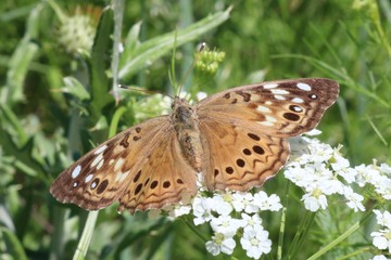 Macro shot of a brown butterfly on a white wildflower