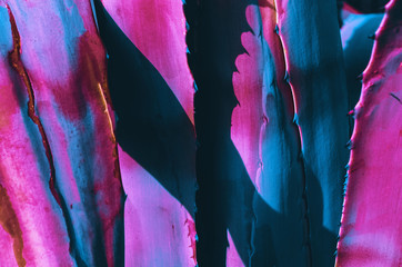 cactus in the tropics, pink and blue colors, summer