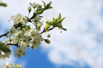 Blooming trees in the spring against the blue sky, a beautiful garden and a good harvest in the summer. The branches of plums in the spring garden