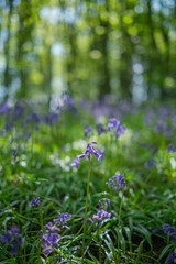 Blooming Bluebells flower in spring, United Kingdom