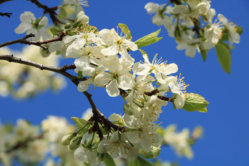 Blooming trees in the spring against the blue sky, a beautiful garden and a good harvest in the summer. The branches of plums in the spring garden