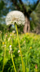White dandelion flower on a background of green grass