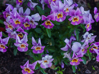 Close-up of multicolored light purple flowers of pansies.