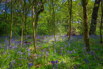 Blooming Bluebells flower in spring, United Kingdom