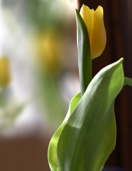 Obraz premium Tulip with background
