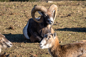 Mufflon Schafe auf der Wiese