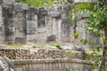 Naturaleza en Chichén Itzá 