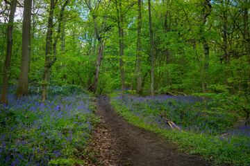 Fototapeta na wymiar Blooming Bluebells flower in spring, United Kingdom