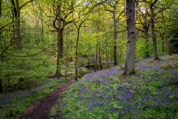 Blooming Bluebells flower in spring, United Kingdom