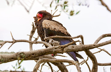 The eagle is sitting on the branches of trees. Kenya, a national