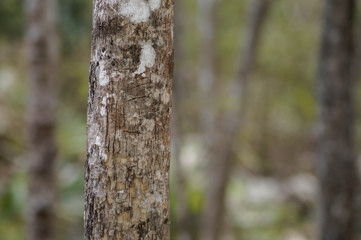 Arboles en Chichén Itzá 