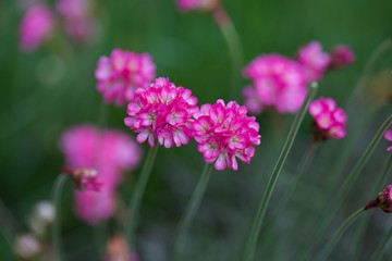 Fototapeta premium pink flowers in garden