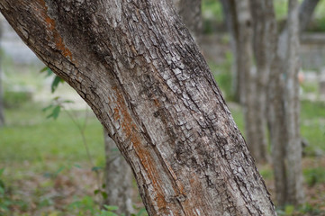 Arboles en Chichén Itzá 