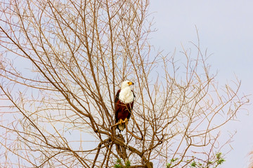 The eagle is sitting on the branches of trees. Kenya, a national