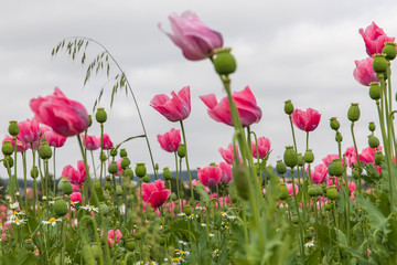 Fototapeta premium Mohnblumen 23