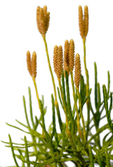 Lycopodium on white background, isolated, closeup
