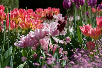 pink tulips in the garden