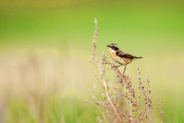 Stonechat. Stonechats are robin sized birds.