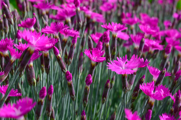 Fototapeta premium Hundreds of tiny purple flowers in the spring sun