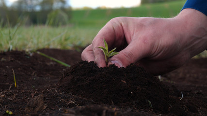 Hands of farmer growing and nurturing tree growing on fertile soil with green and yellow bokeh background. Concept of: New life, Fresh sprout, Approves, Slow motion, Nurturing, Plantation, Sun, One.