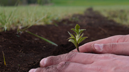 Hands of farmer growing and nurturing tree growing on fertile soil with green and yellow bokeh background. Concept of: New life, Fresh sprout, Approves, Slow motion, Nurturing, Plantation, Sun, One.
