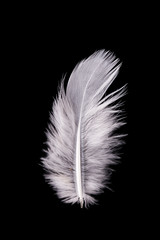 Obraz premium White Feather Flying