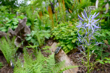 Cool whispy purple wildflower in springtime