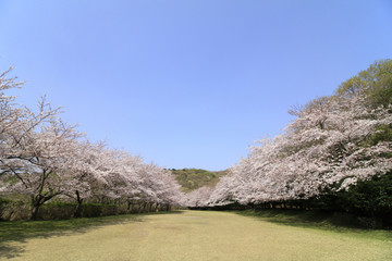 稲取高原の桜並木
