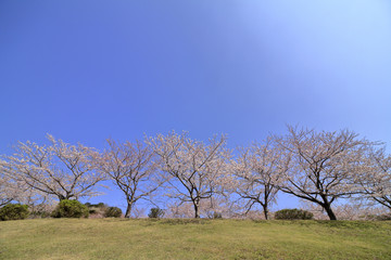 Obraz premium 稲取高原の桜並木