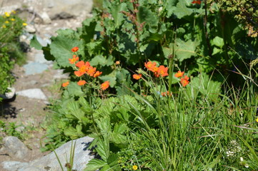 Fototapeta na wymiar Simple red flowers in Rila