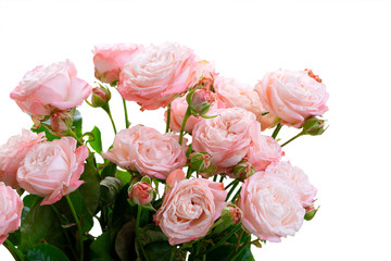 fresh rose flowers