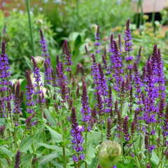 field of deep blue salvia (garden sage) reaching for the sun