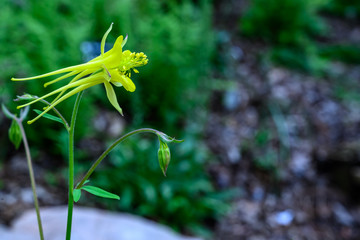 A side depth of field view of a young and delicate yellow columbine flower