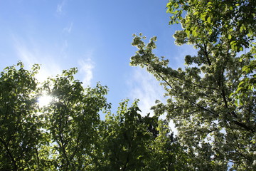 Obraz premium Sun glaring through the trees