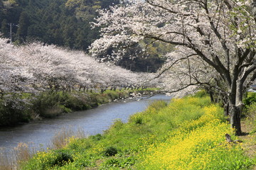 那賀川堤の桜並木と菜の花