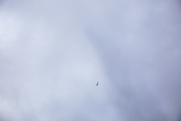 Flying birds in a blue cloudy sky