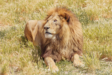 Obraz na płótnie Canvas beautiful lion lying on the grass