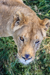 beautiful young lion looking up