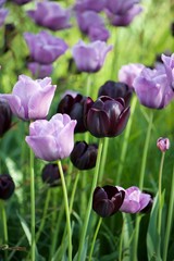 tulips in the garden