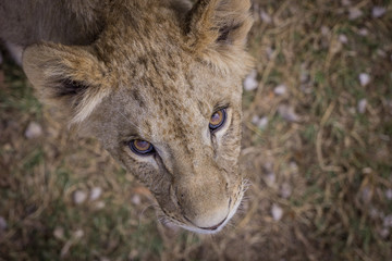 beautiful young lion looking up