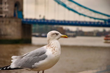 The pigeon on river thames and london bridge