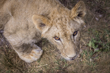 beautiful young lion looking up