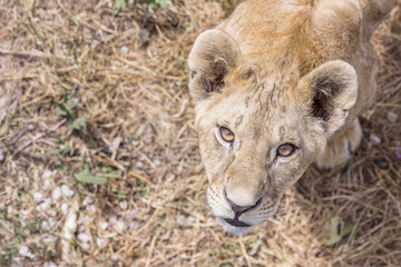 beautiful young lion looking up