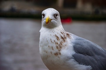 The pigeon on river thames with eyes open