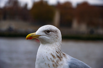 The white pigeon from sides on river thames pier