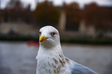 The pigeon with yellow beak and white neck on river thames pier