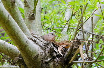 bird on a branch