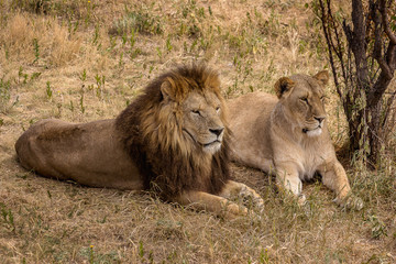a pair of lions; a lion and a lioness rest under a tree